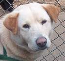 APL Shelter Dog Photo: Dog12