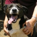 Photo: dog13