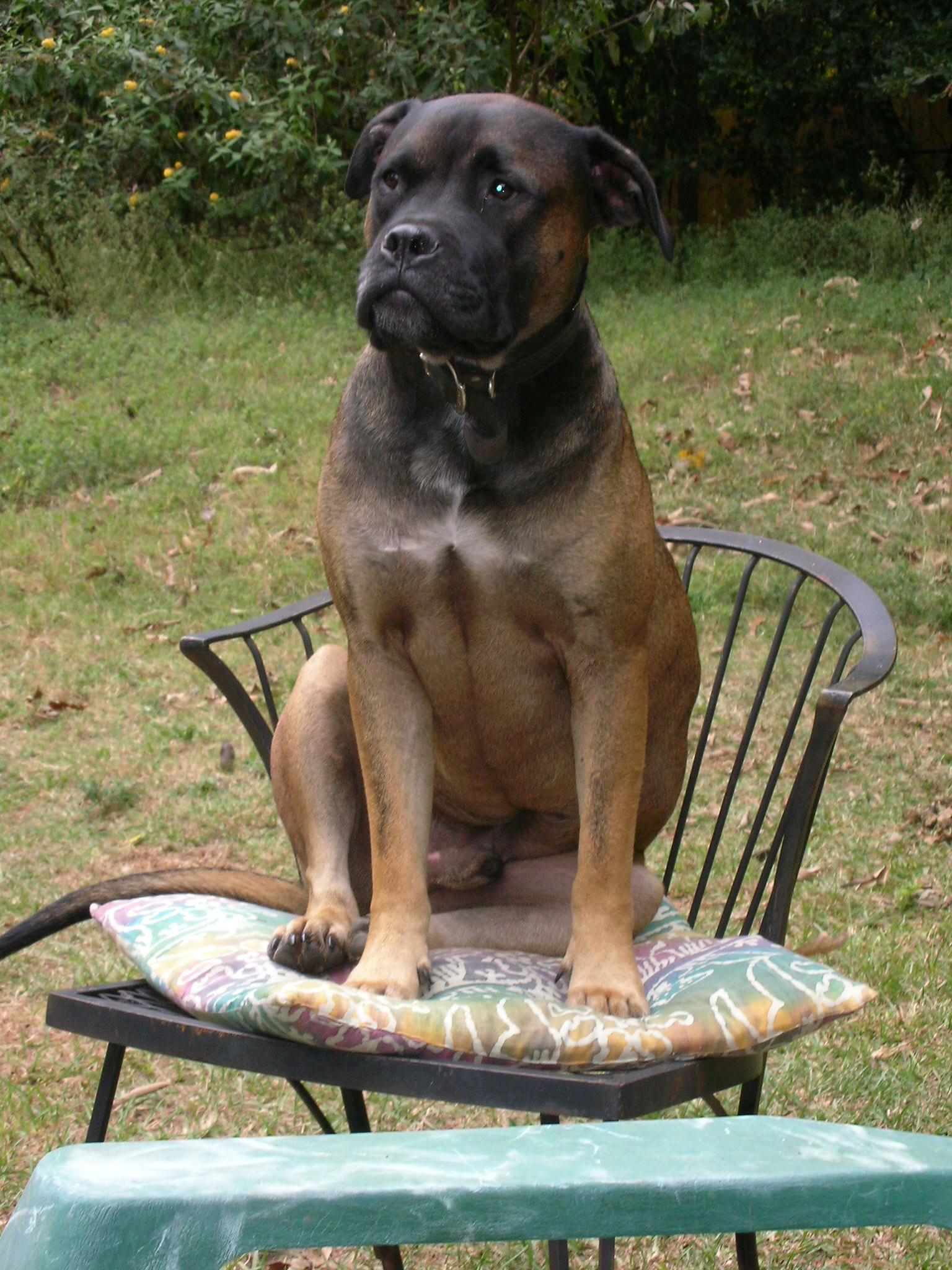 Photo: dog25